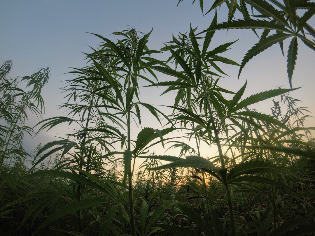 Photo Medical cannabis